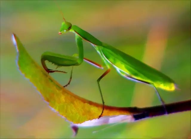 这些园林植物的守护神，请别伤害它们!-1.jpg