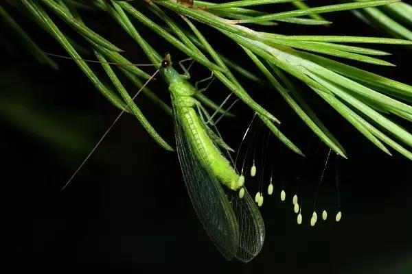 这些园林植物的守护神，请别伤害它们!-2.jpg