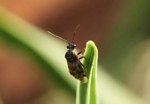 这些园林植物的守护神，请别伤害它们!-5.jpg