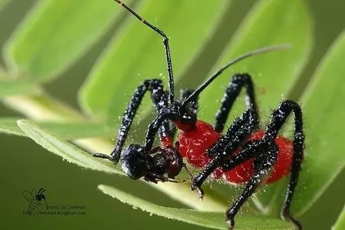 这些园林植物的守护神，请别伤害它们!-4.jpg