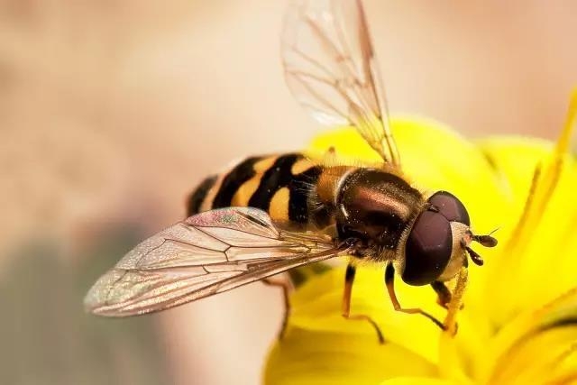 这些园林植物的守护神，请别伤害它们!-6.jpg