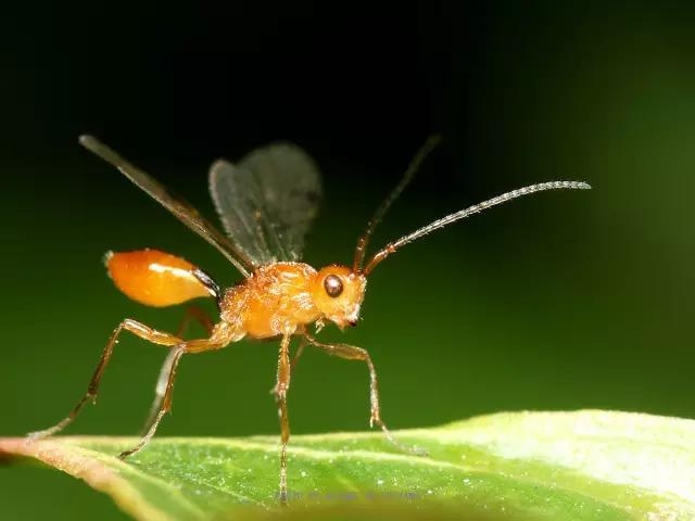 这些园林植物的守护神，请别伤害它们!-9.jpg