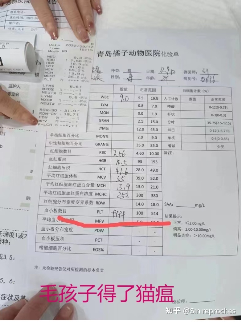 网上买猫被骗的家长都来看看-17.jpg