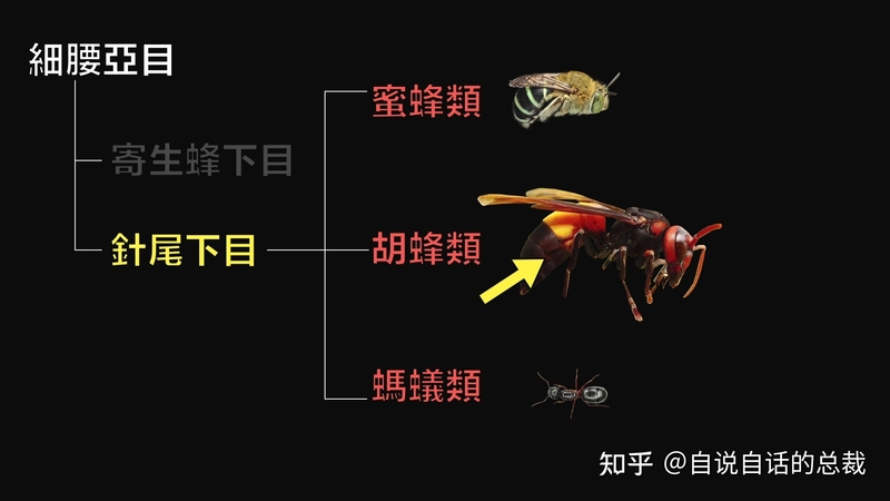 入侵海外的魔王，竟是云南人的宠物？三针蛰死牛，却被大量 ...-6.jpg