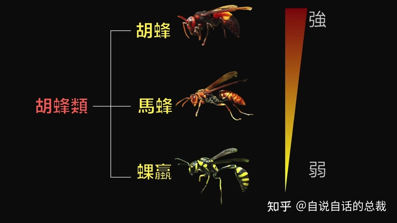 入侵海外的魔王，竟是云南人的宠物？三针蛰死牛，却被大量 ...-23.jpg