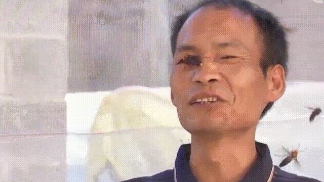 入侵海外的魔王，竟是云南人的宠物？三针蛰死牛，却被大量 ...-31.jpg