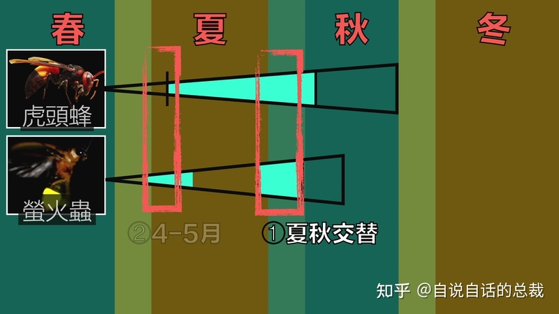 入侵海外的魔王，竟是云南人的宠物？三针蛰死牛，却被大量 ...-41.jpg