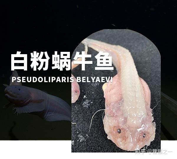 日本8336米深海发现怪鱼，是已知最深海域的鱼类，出水就“融化”-1.jpg