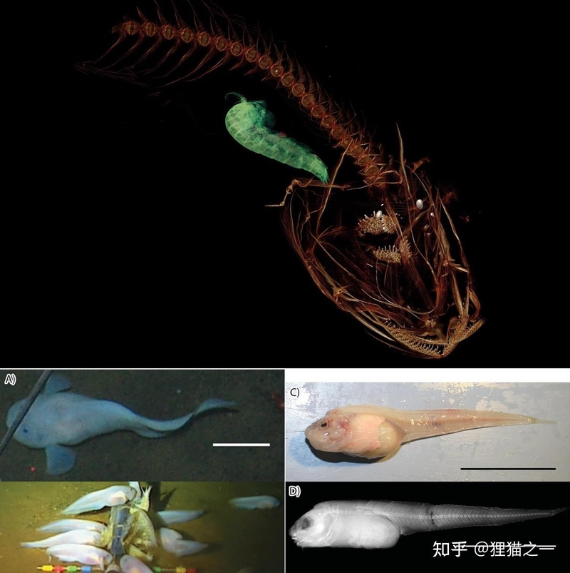 日本8336米深海发现怪鱼，是已知最深海域的鱼类，出水就“融化”-6.jpg