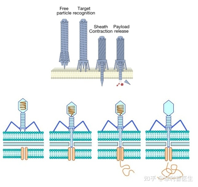 张锋最新 Nature 论文改造出全新蛋白质定向递送系统，可能 ...-1.jpg