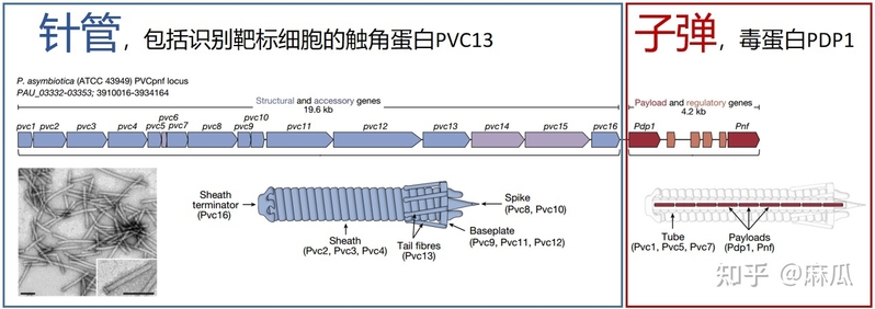 张锋最新 Nature 论文改造出全新蛋白质定向递送系统，可能 ...-1.jpg