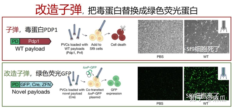 张锋最新 Nature 论文改造出全新蛋白质定向递送系统，可能 ...-2.jpg