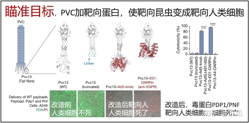 张锋最新 Nature 论文改造出全新蛋白质定向递送系统，可能 ...-3.jpg