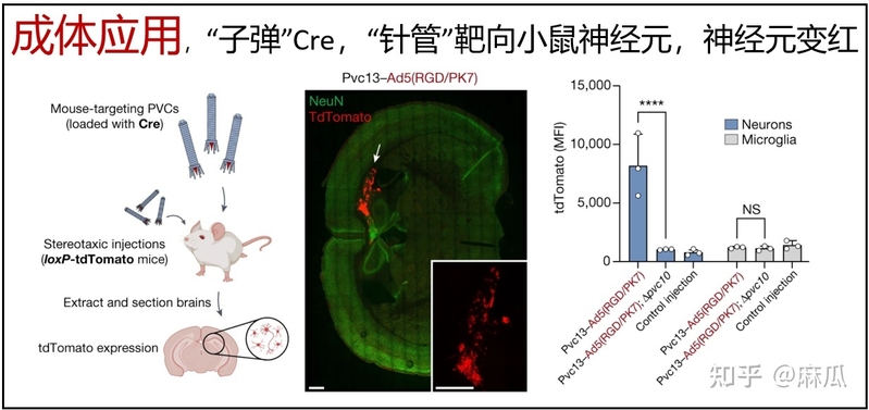 张锋最新 Nature 论文改造出全新蛋白质定向递送系统，可能 ...-4.jpg