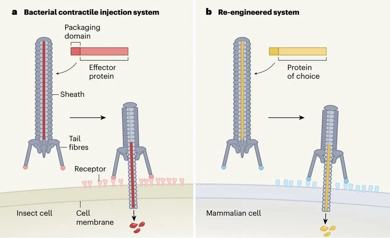 张锋最新 Nature 论文改造出全新蛋白质定向递送系统，可能 ...-2.jpg