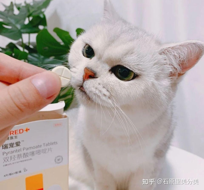 猫咪驱虫药到底要怎样选？全网最全驱虫分享！-9.jpg