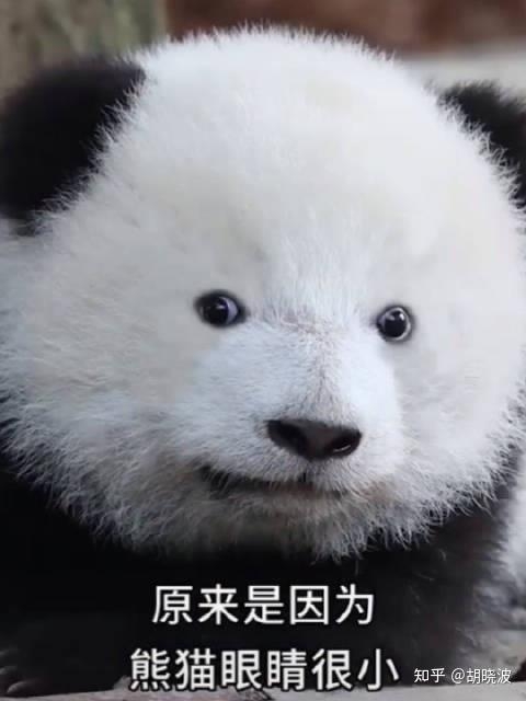 眼霜能去掉熊猫的黑眼圈吗？为什么？-7.jpg