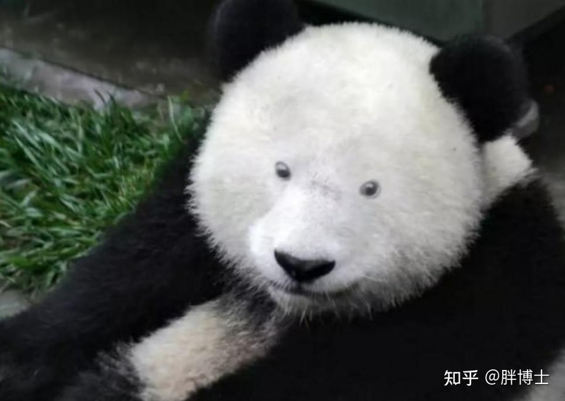 眼霜能去掉熊猫的黑眼圈吗？为什么？-11.jpg