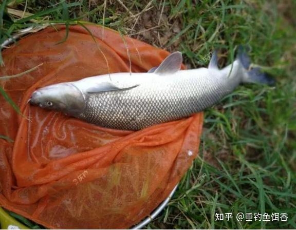 安徽芜湖钓友钓起3、4斤花鲫子，这鱼现在众多了？-7.jpg